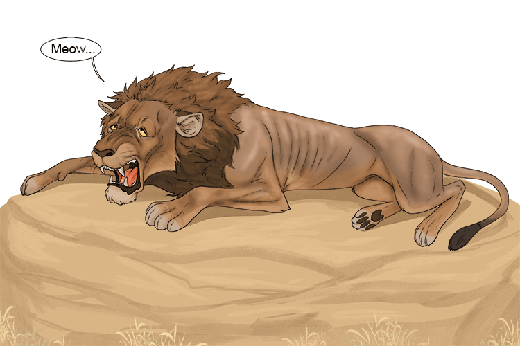 The lion was so weak, he could no longer roar (ror).