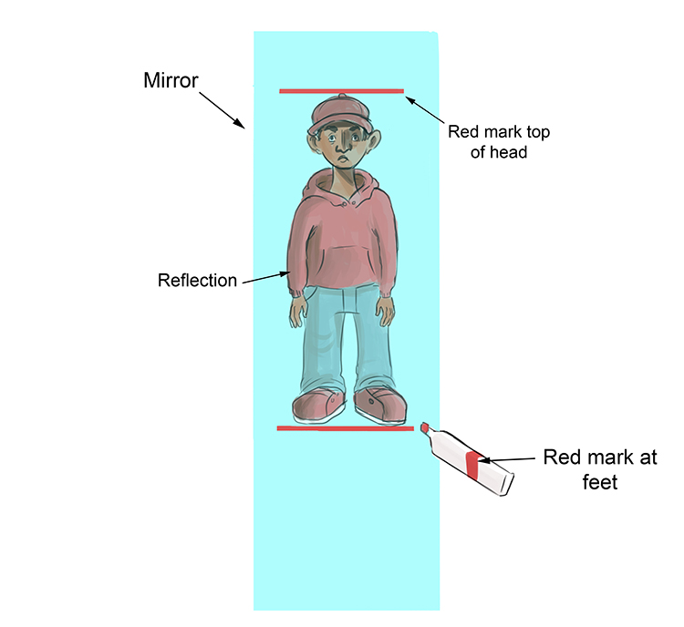 Shortest mirror to see full length of your body