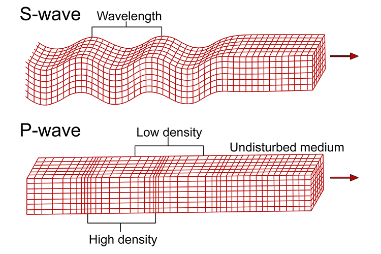 The following image depicts the difference between S waves and P waves, and how they present traditional examples of transverse and longitudinal waves.