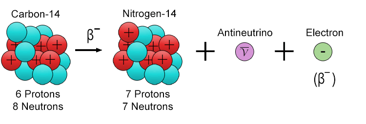 The following examples shows a carbon-14 atom undergoing beta-minus decay to become a nitrogen-14 atom: 