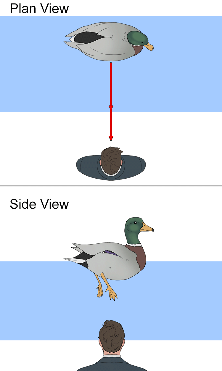 If you look at an animal from the side of a tank that is half in the water and half out of the water, it can look split. This is refraction in action.