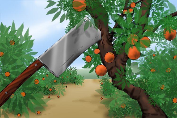 One contender missed by a mile – his cleaver landed (Cleveland) in a nearby orange grove (Grover).