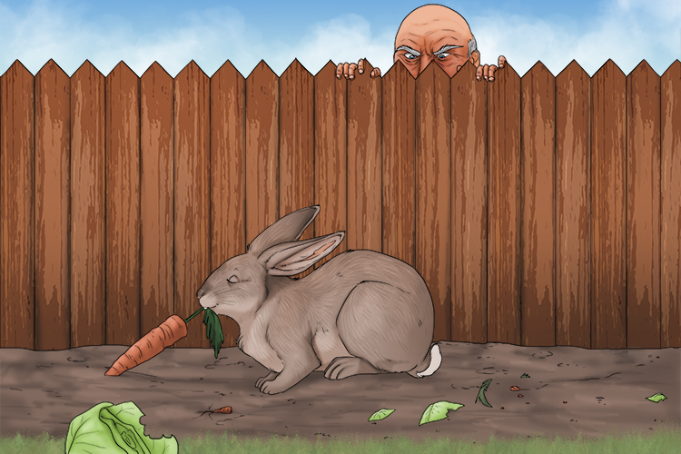 Behind the garden fence I detect a rascal (detrás) rabbit eating my carrots and lettuce. 