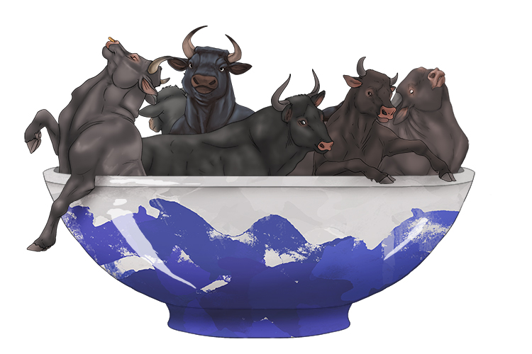 Look at this bowl (bol) full of bulls.