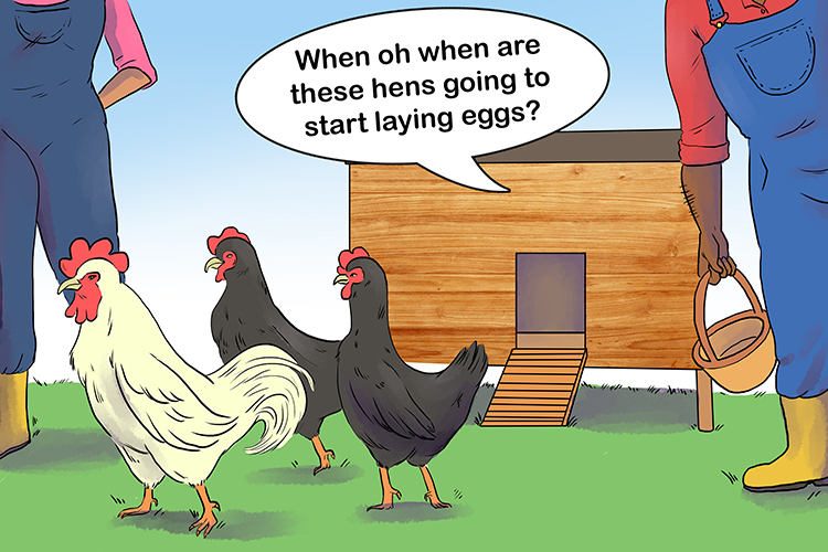 They were enjoying the good life – but when oh when (bueno) would their hens start laying eggs?