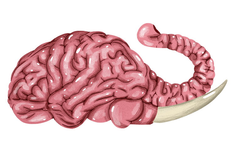 Cerebro is masculine, so it's el cerebro. Imagine a brain that looks like an elephant. 