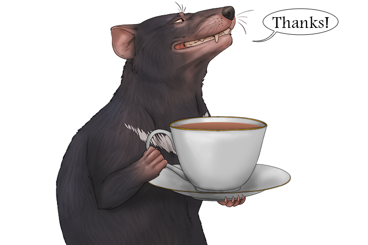 After giving him a cup of tea, the Tasmanian devil thanked (taza) me.