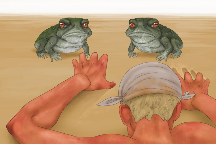 In the desert, I was desperate for water but all I could see was a pair of toads (desierto)