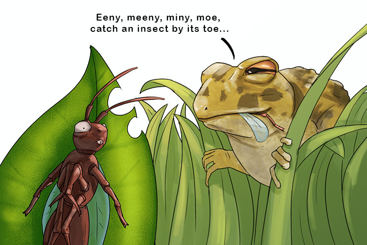 The toad taunted the insects, singing "eeny, meeny, miny, moe, catch an insect by its toe" (insecto)
