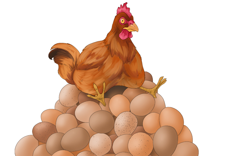 As a general rule this hen lays several (general) eggs a week.