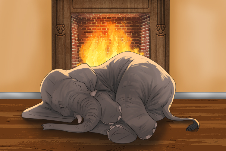 Calor is masculine, so it's el calor. Imagine an elephant warming itself in the heat of an open fire.
