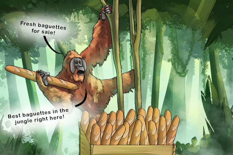 In the jungle, orangutans sell baguettes (selva)