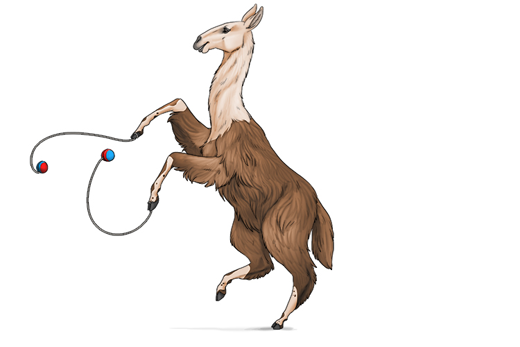 The llama (LL) was playing with her yo-yos (LL=Y).