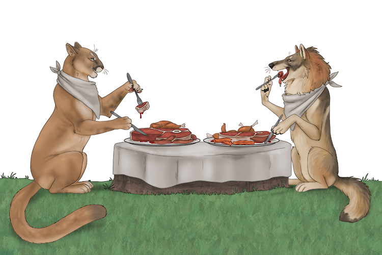 Meat is the min diet of carnivores (carne) like wolves and mountain lions.