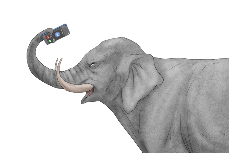 Celular is masculine, so it's el celular. Imagine an elephant using a mobile phone.