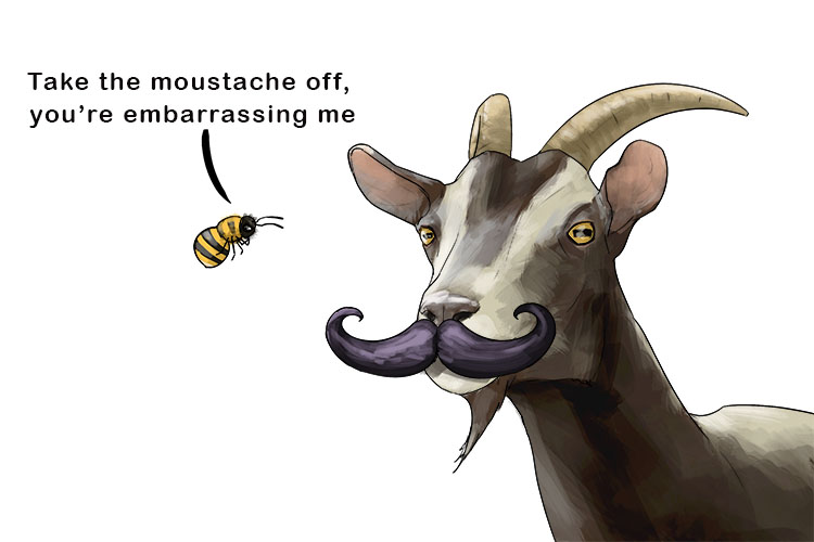 He was wearing a fake moustache, so the bee told the goat to take (bigote) it off