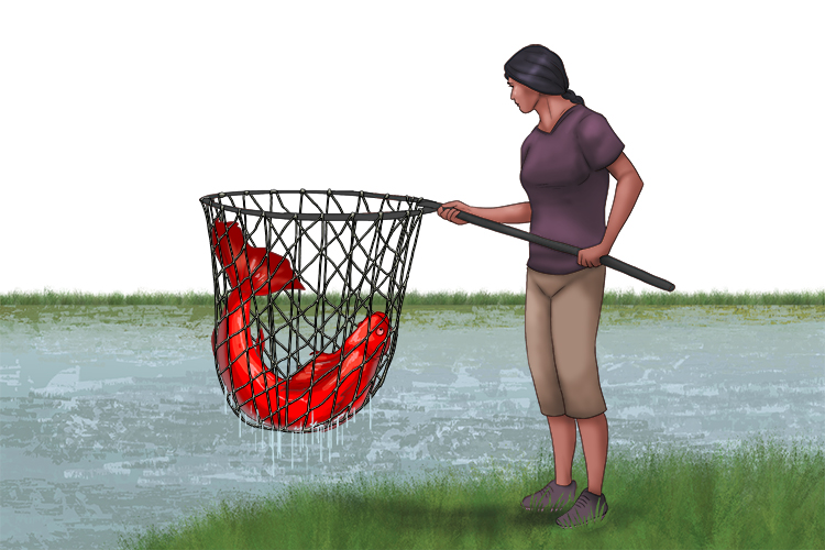In my net, I caught a red (red) fish.
