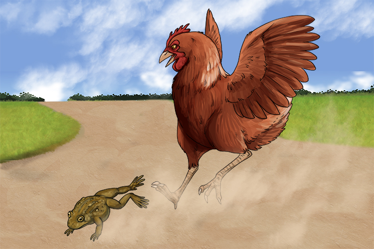 We couldn't make out what the object was until we got closer, then it was obvious: a hen attacking a toad (objeto).