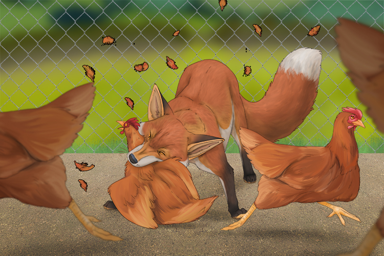 Fox attacks will occur. They will climb over the chicken coop's rear (occurir) fence.