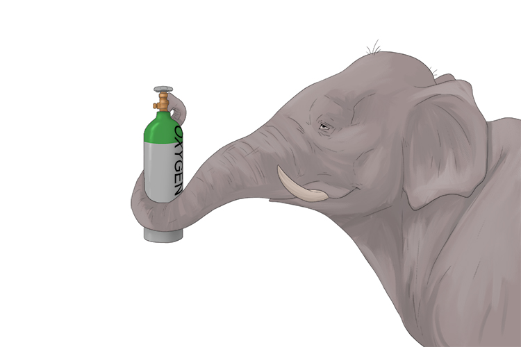 Oxigeno is masculine, so it's el oxigeno. Imagine an elephant using an oxygen tank. 