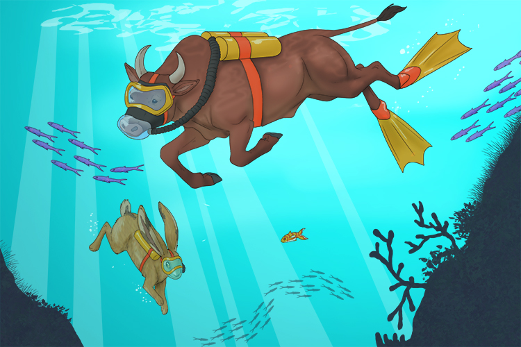 Using oxygen tanks, the ox goes deep-sea diving with a hare that knows (oxigeno) the way.