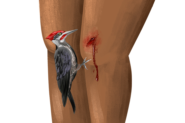 It was only a small bird - but its pecked caused a pain in my knee - 'oh!' (pequeno)