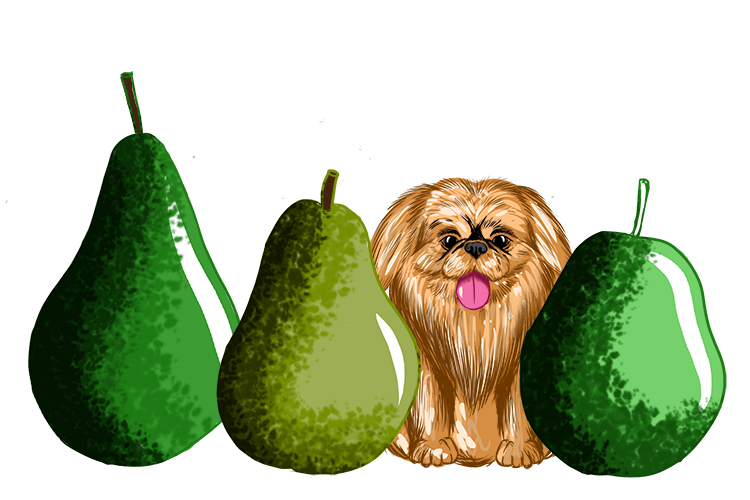 The little dog tried to hide in the pear row.