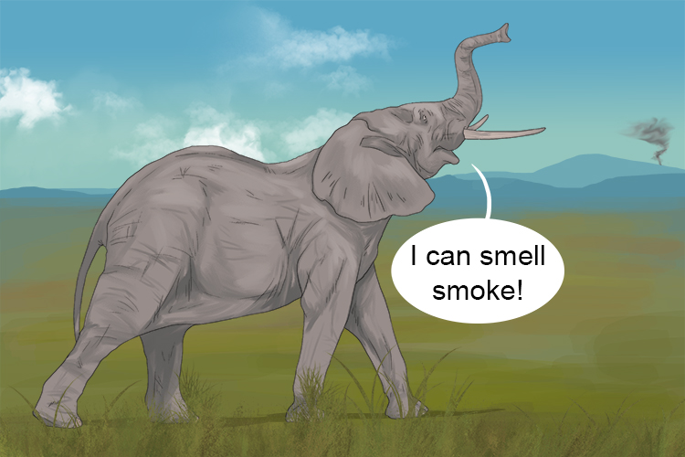 Olor is masculine, so it's el olor. Imagine an elephant detecting a smell from miles away.