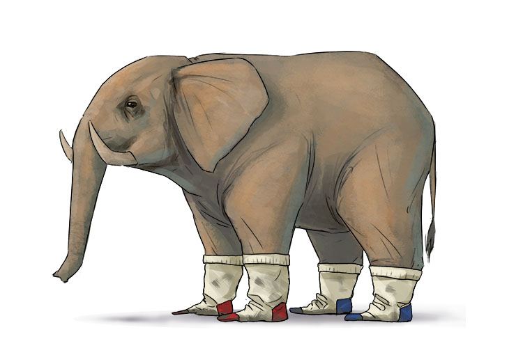 Calcetín is masculine, so it's el calcetín. Imagine an elephant wearing socks
