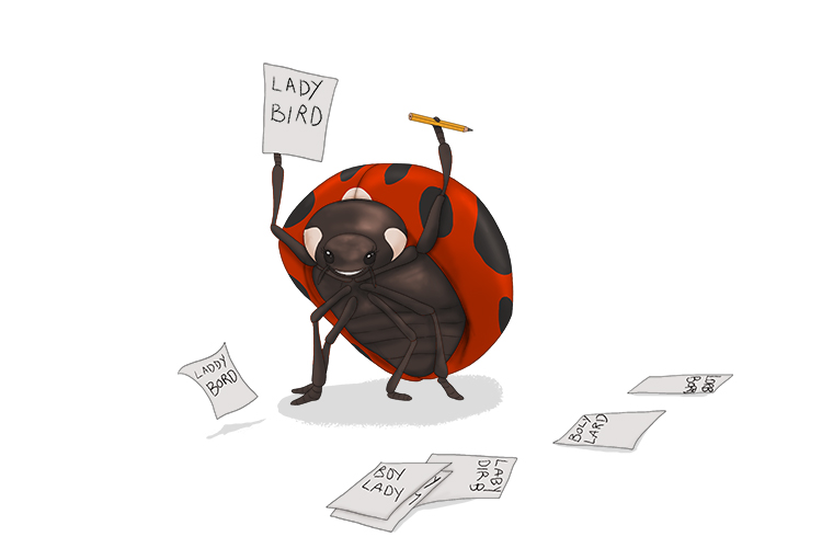 She can finally spell her name! Every day the ladybird trained hard (deletrear), and now she can finally do it.