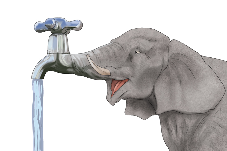 Grifo is masculine, so it's el grifo. Imagine an elephant with a tap for a trunk.