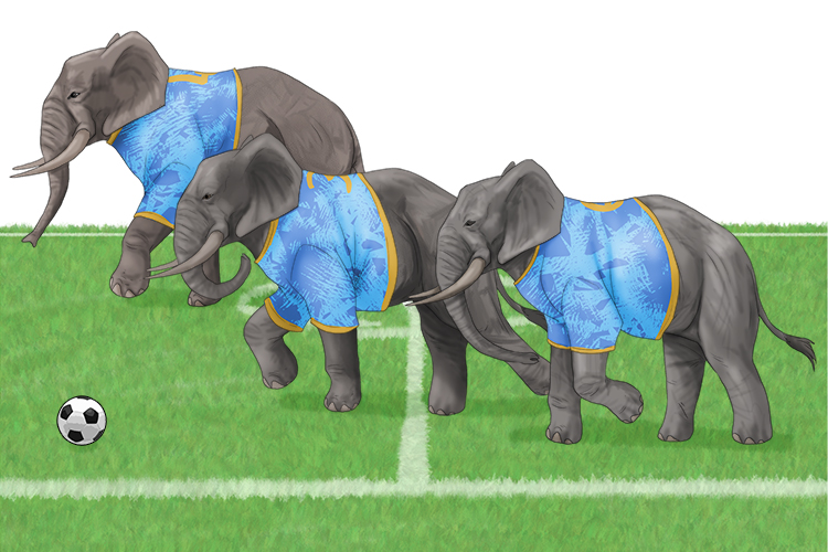 Equipo is masculine, so it's el equipo. Imagine an elephant's team running out onto the football pitch.