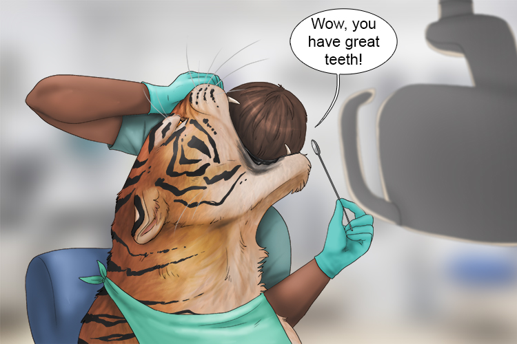 The dentist said the tiger's teeth are great (tigre).