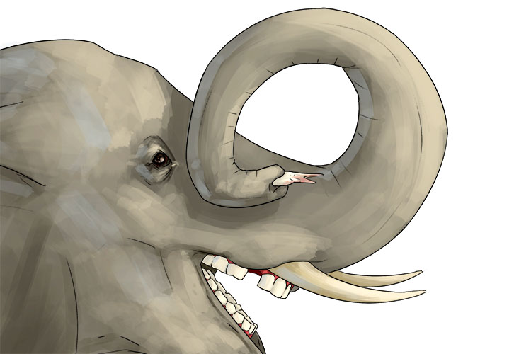 Diente is masculine, so it's el diente. Imagine an elephant losing a tooth