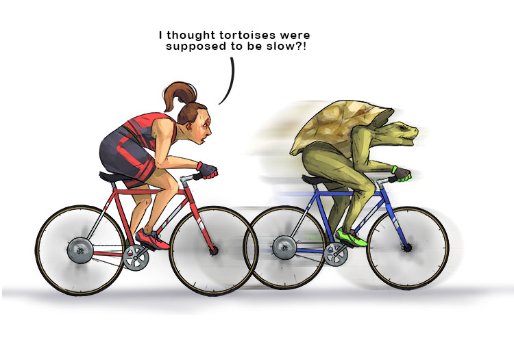 Tortuga is feminine, so it's la tortuga. Imagine a lady racing a tortoise