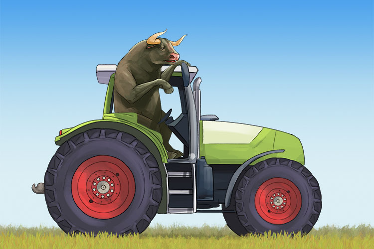 The farmer bull drivers a tractor (tractor)