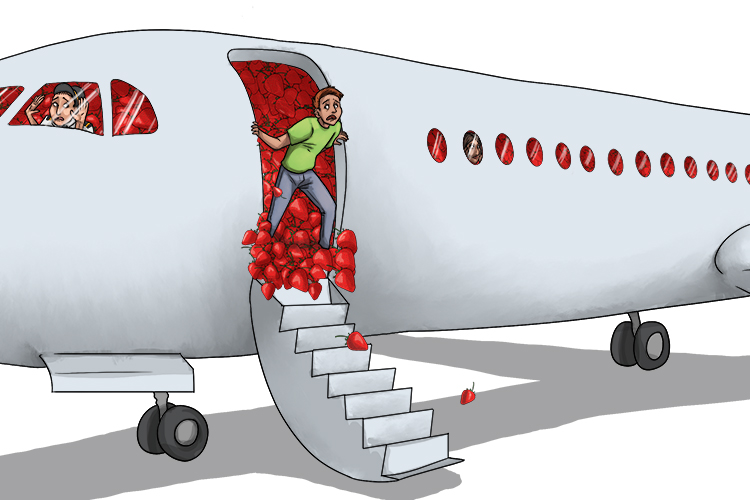 If we picked our whole crop of strawberries, there would be enough to fill an entire aeroplane!