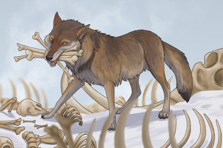 The wolf collected loads of bones (lobo).