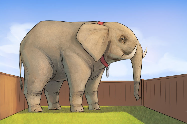 Patio is masculine, so it's el patio. Imagine an elephant living in someone's little back yard