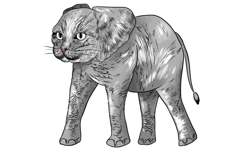 Gato is masculine, so it’s el gato. Imagine an elephant that has a face like a cat