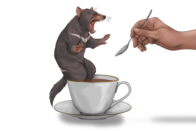 On the edge of my cup the Tasmanian devil sat (taza).