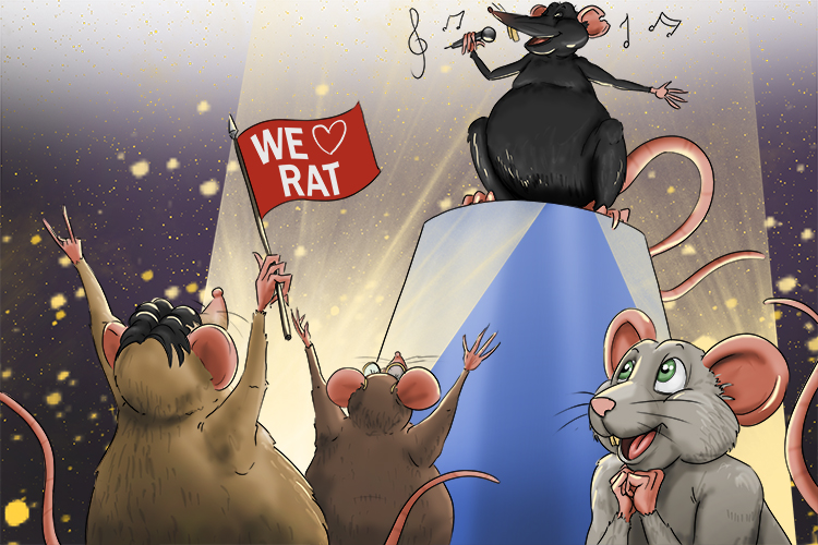 The reason they have come is to hear the rat sing a song (razón).