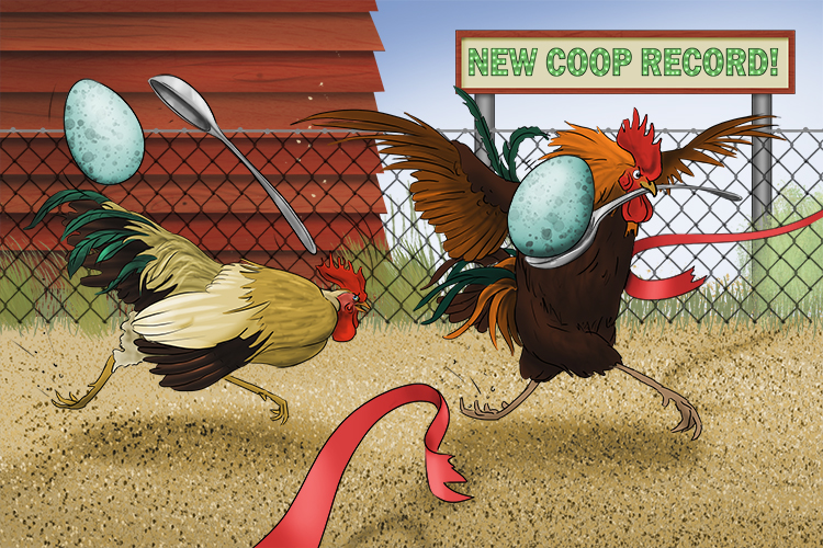 The chickens had an egg and spoon race around their coop. The champion ran (cuchara) a new record time.