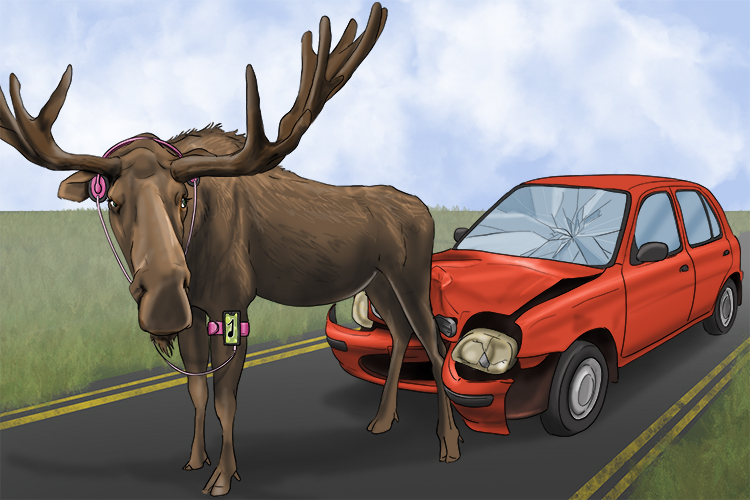 It was listening to music, so the moose didn't see the car (mùsica) coming.