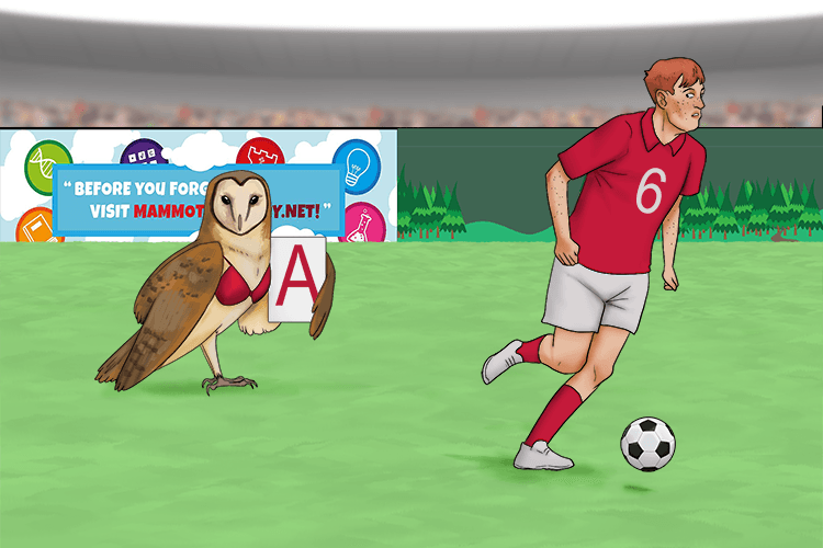 The owl just wearing a bra (algebra) had a letter saying he was the substitute for the footballer with a number on his shirt (letters are substitutes for numbers).