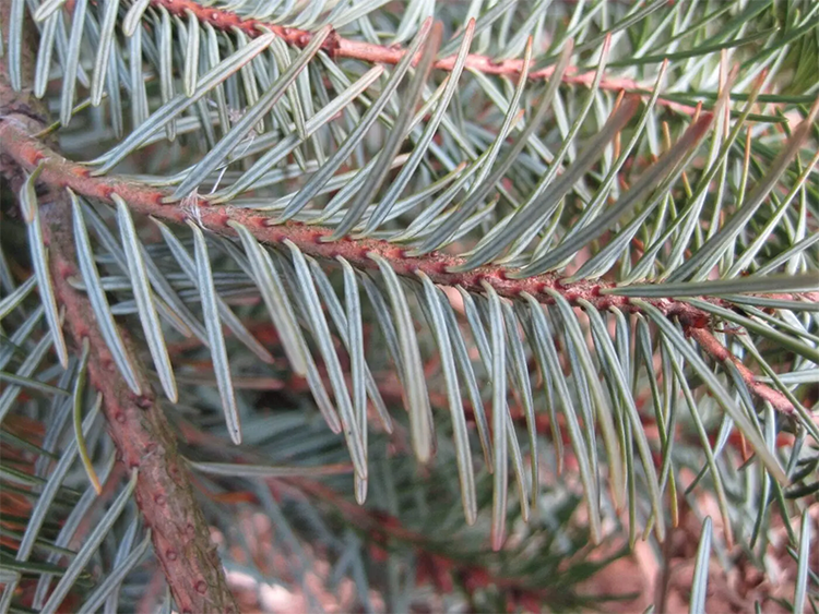 douglas fir tree - Mammoth Memory - remember meaning