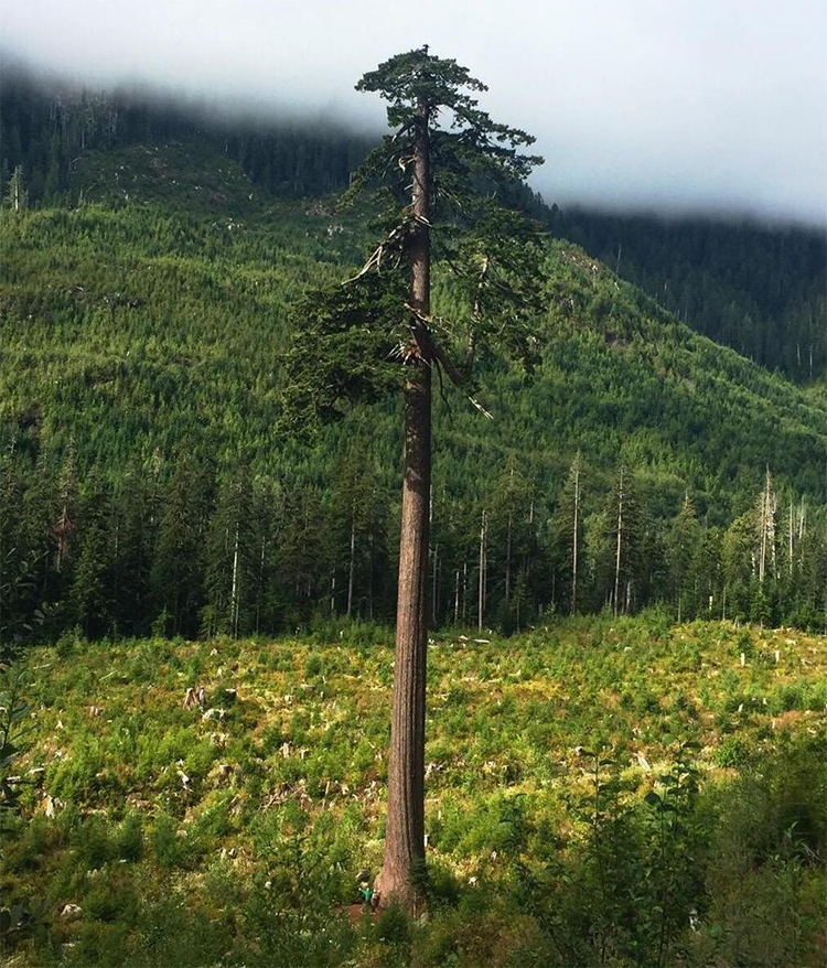 douglas fir tree - Mammoth Memory - remember meaning