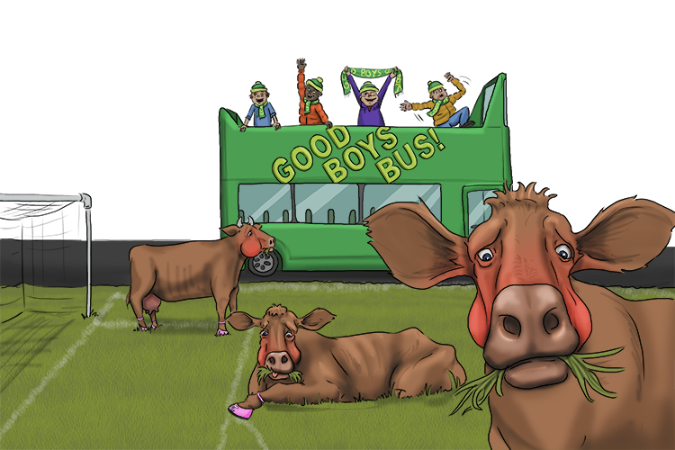 The good boys went to watch the football from their green bus. There were no players – just red-faced cows eating the grass from the pitch.