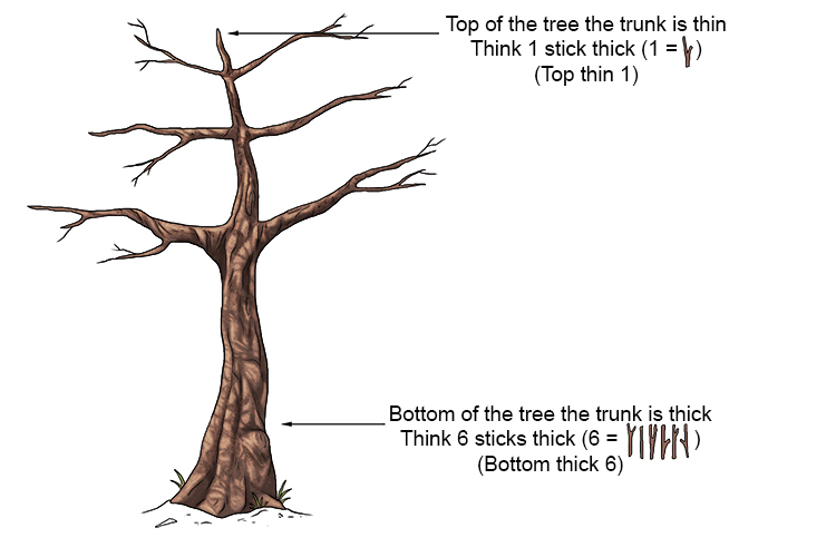 The way Mammoth Memory remembers this is to recall that a tree gets thinner as you get to the top: