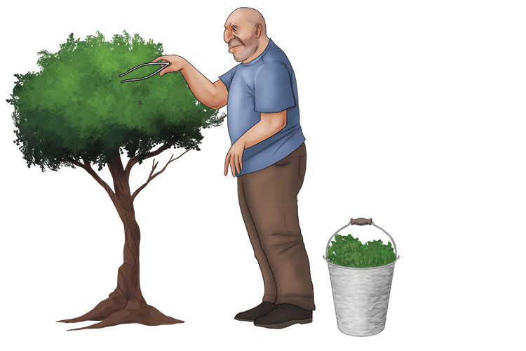 Imagine seeing a giant using tweezers to pull off every single leaf on a tree.